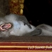 monkey_balinese_smf_h_0934_bal0402.jpg
